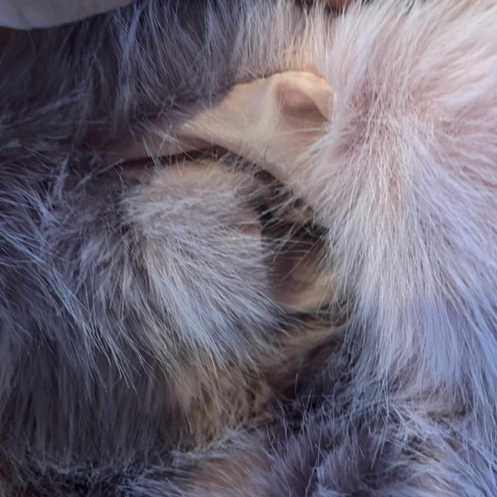 Pink faux fur coat - Picture 5 of 5